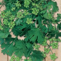 Koriander, for Seed