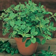 Grekisk oregano
