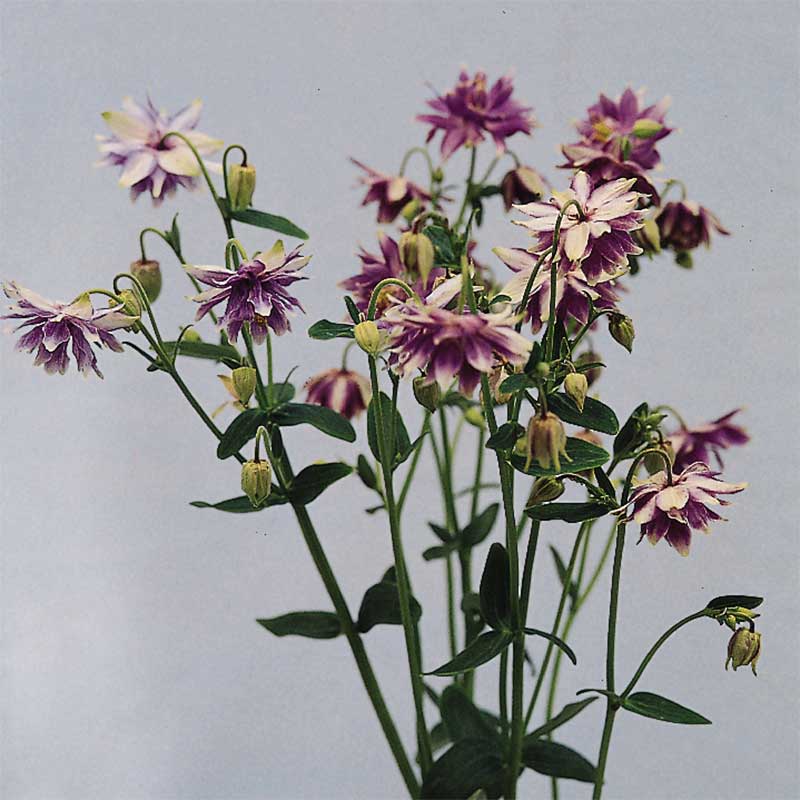Akleja "Purple Barlow"