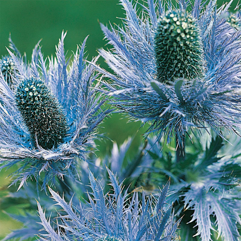 Alpmartorn, Eryngium alpinum superbum