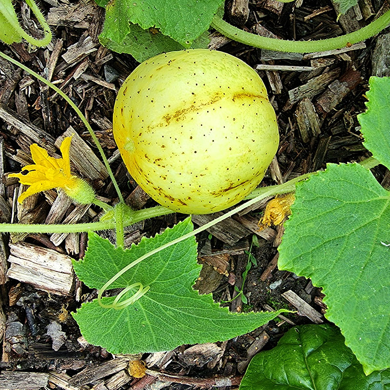 Äppelgurka "Lemon"