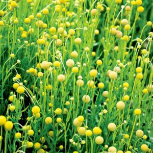 Äppelsolbrud "Colada"