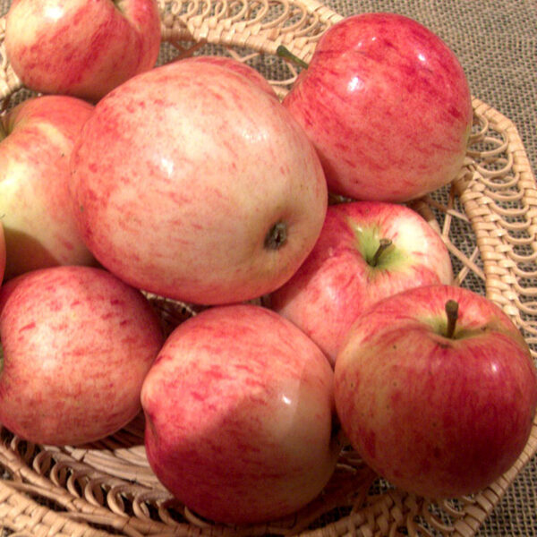 Ympris äpple  "Sävstaholm"