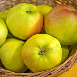 Ympris äpple "Signe Tillisch"