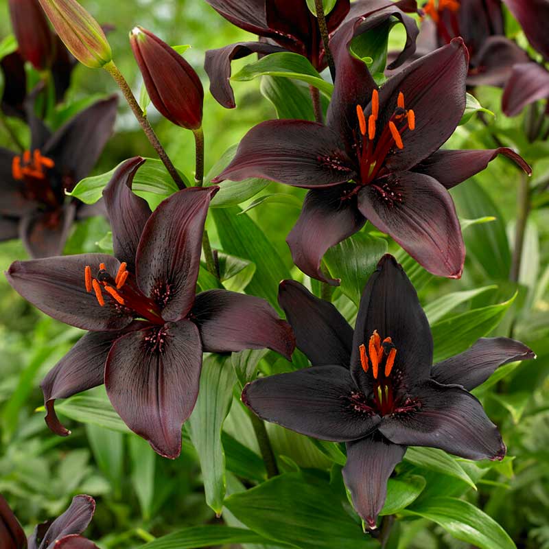 Asiatlilja "Secret Kiss"