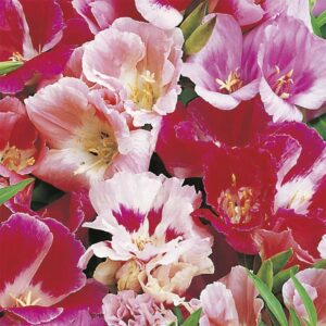 Atlasblomma "Azalea Double Mix"