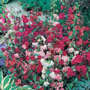 Atlasblomma, dubbel mix