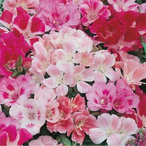 Atlasblomma "Dwarf Jewel Mixed"