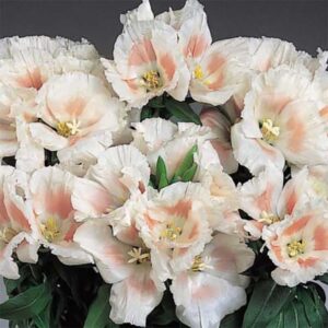 Atlasblomma "Grace Shell Pink" F1