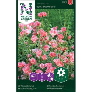 Atlasblomma "Sybil Sherwood"