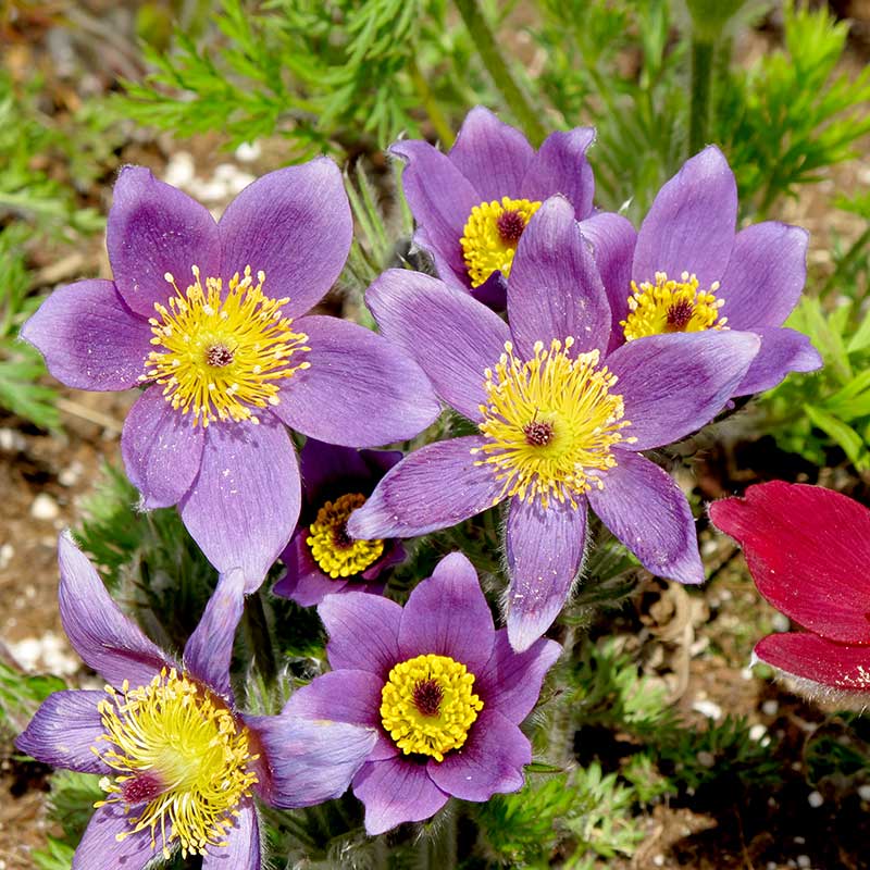 Backsippa "Bells Violet"