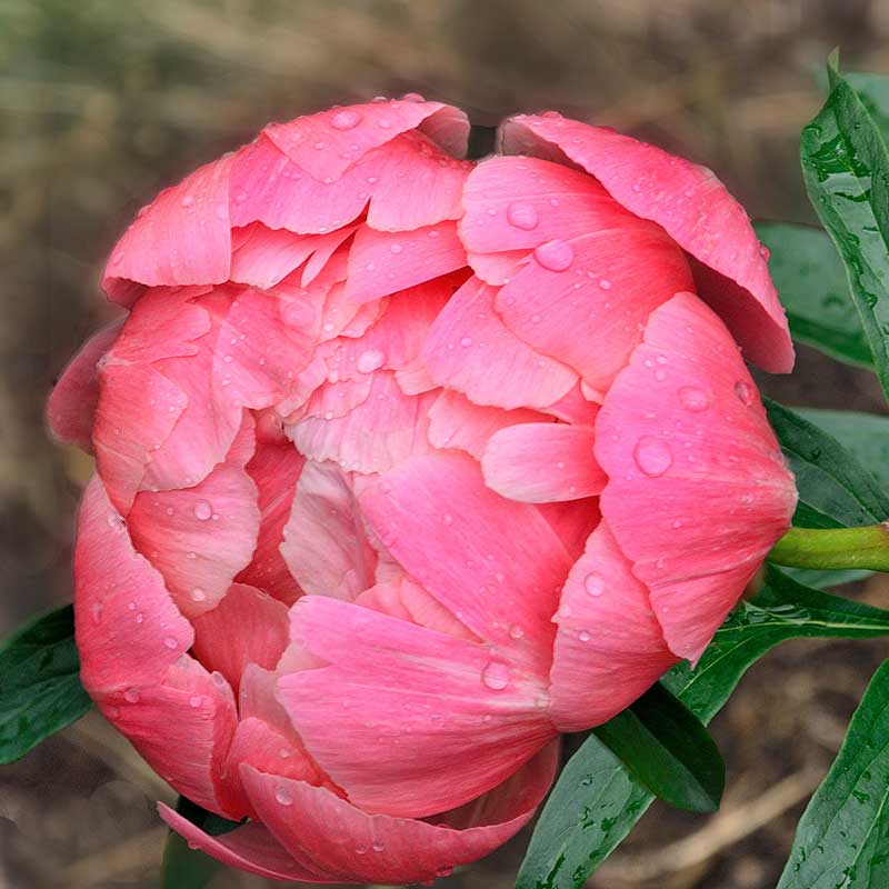 barrotad-luktpion-coral-sunset