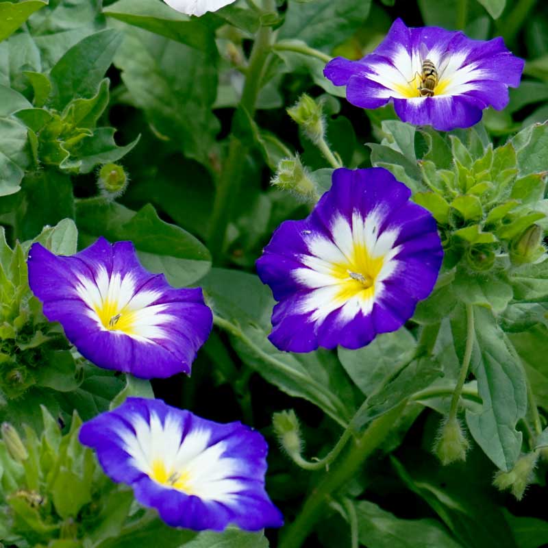Blåvinda "Blue Ensign"