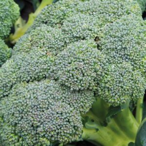 Broccoli "Covina"