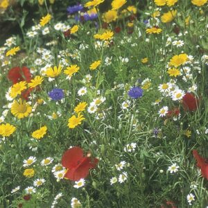 Vildblomstermix