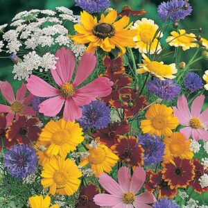 Blomsterblandning för pollinerare