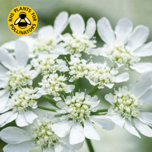 Blomsterkörvel