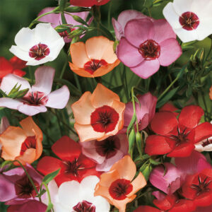 Blomsterlin "Charmer Mix"