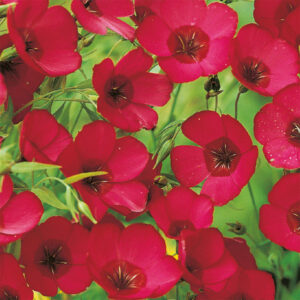 Blomsterlin "Scarlet"