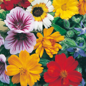 Blomstermix ätbara blommor