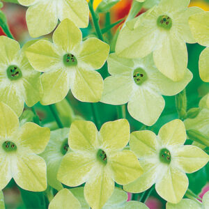 Blomstertobak "Lime Green"