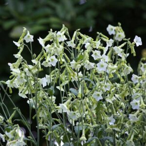 Blomstertobak "Starlight Dancer"