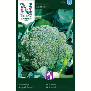Broccoli "Atlantis" F1