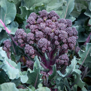Broccoli "Tyrian" F1