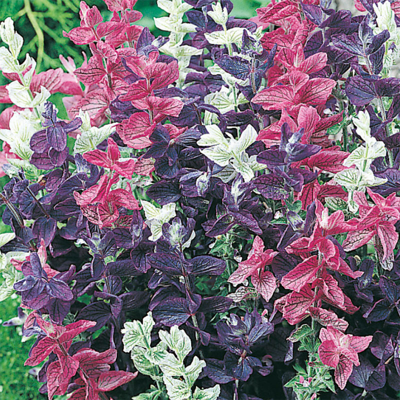 Broksalvia "Bouquet", mix