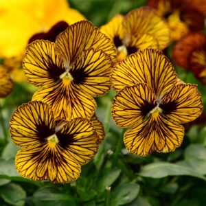 Brokviol "Tiger Eye" F1