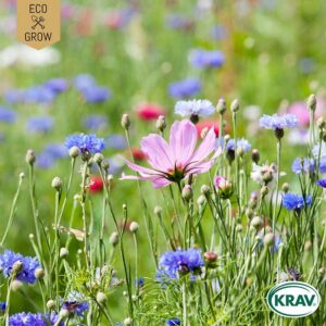 Bukettmix "Pastel Color Mix", ekologisk