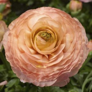 Bukettranunkel "Magic Pink & Peach"