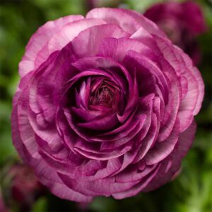 Bukettranunkel "Magic Purple"