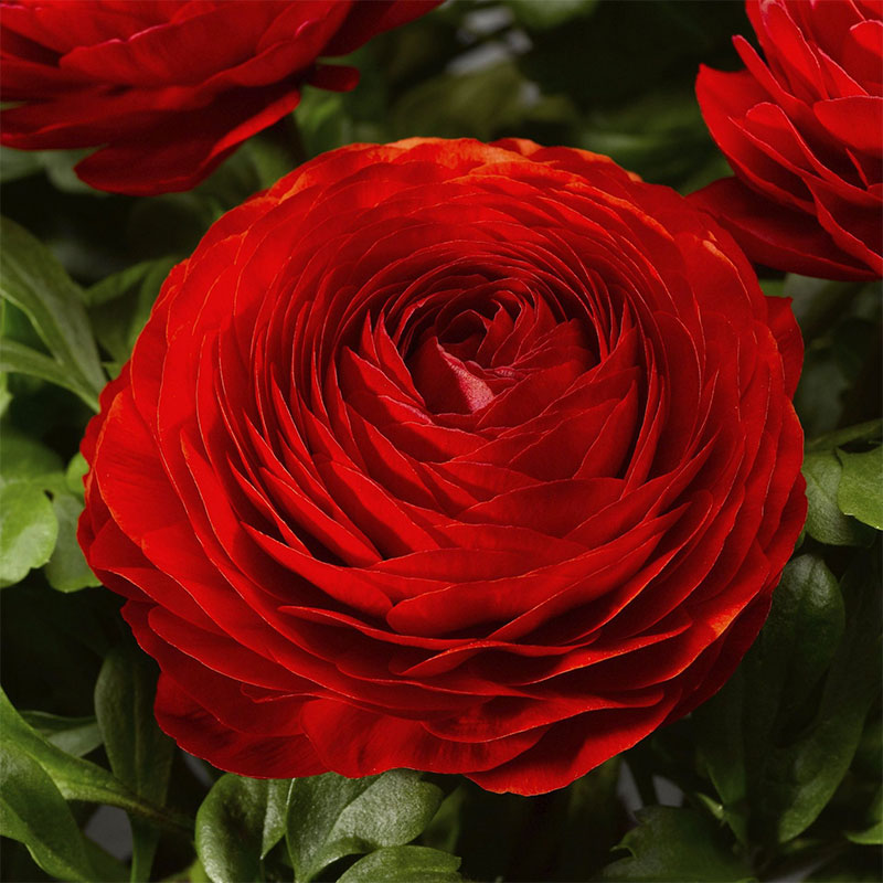 Bukettranunkel "Magic Red"