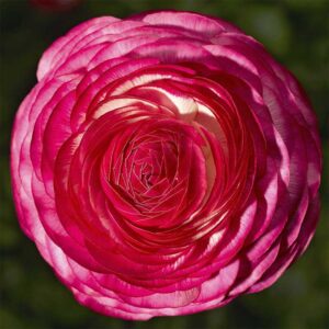 Bukettranunkel "Magic Rose Delight"