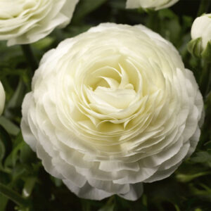 Bukettranunkel "Magic White"