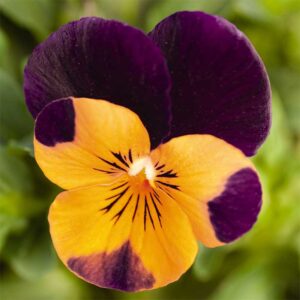 Bukettviol "Admire Orange Purple Wing"