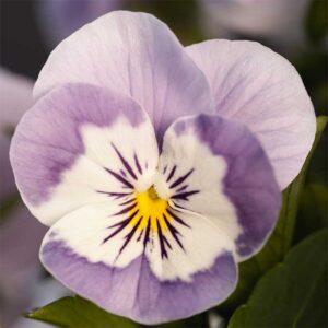 Bukettviol "Admire Pink Surprise"