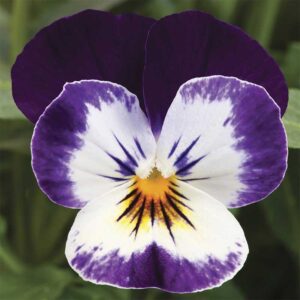 Bukettviol "Penny Mickey"