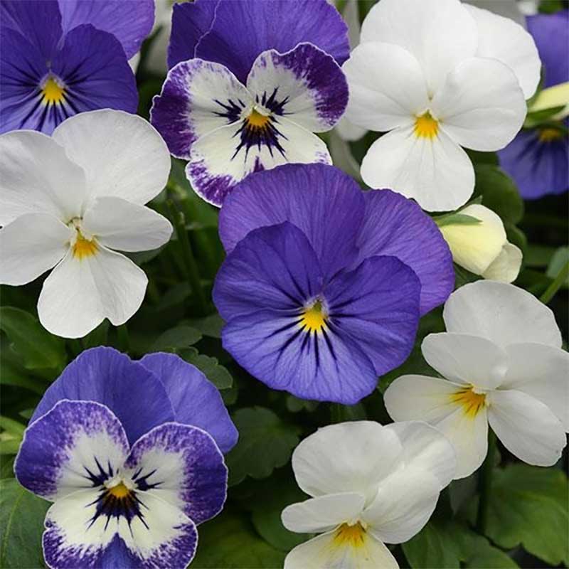 Bukettviol "Sorbet XP Blueberry Sundae" mix