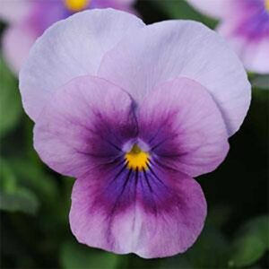 Bukettviol "Sorbet Orchid Rose Beacon"