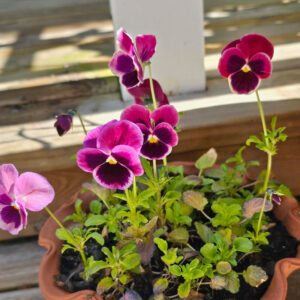 Bukettviol "Sorbet Raspberry"