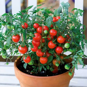 Tomat "Vilma"