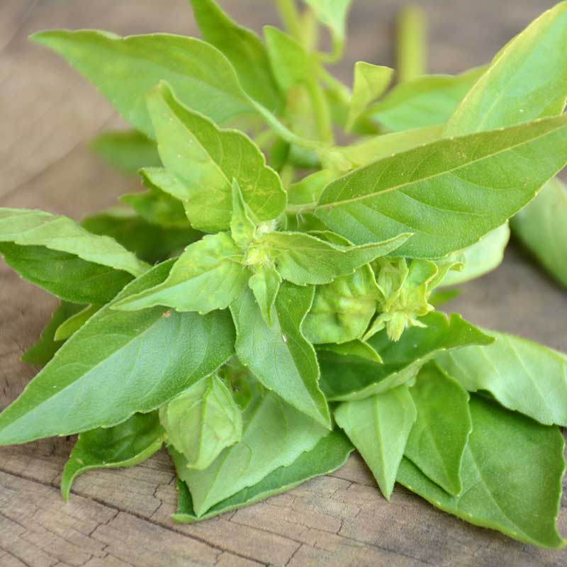 Citronbasilika "Lemon scent"