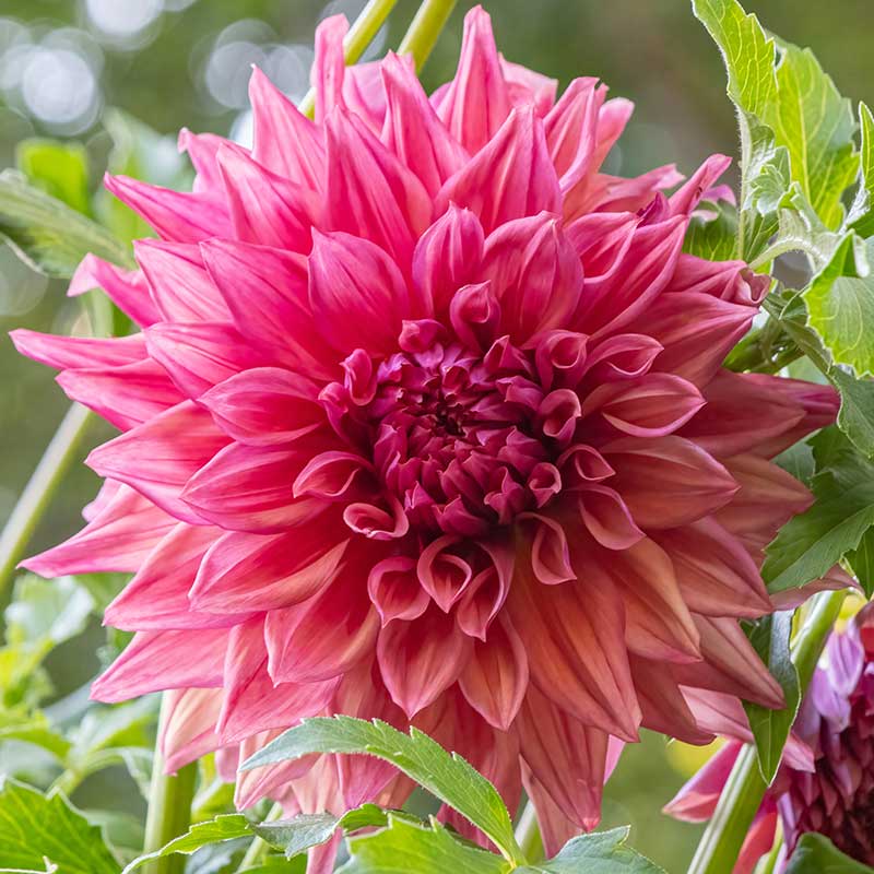Dekorativdahlia "Belle of Barmera"