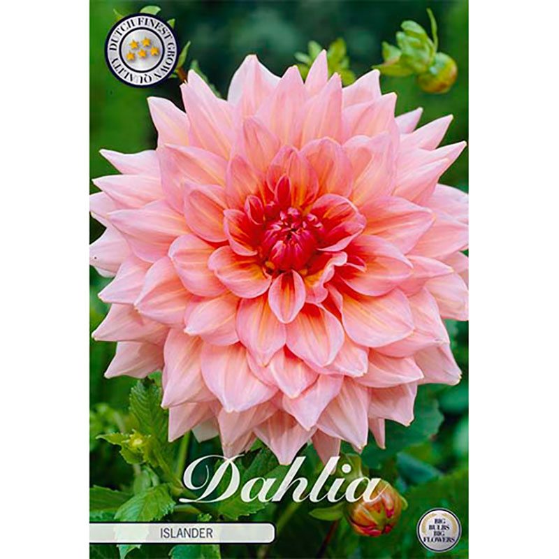 Dahlia "Islander"