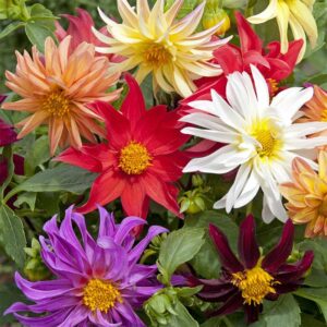 Dahlia, kaktusblommande mix