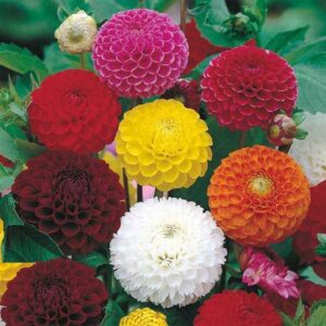 Dahlia Pompon, mix