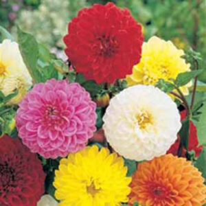 Dahlia "Showpiece", mix