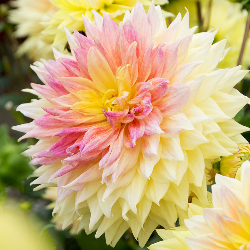 Dekorativdahlia "Advance"
